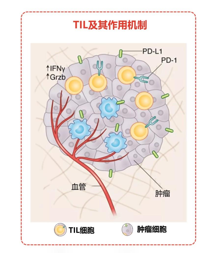特色图表