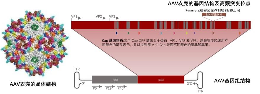 特色图表