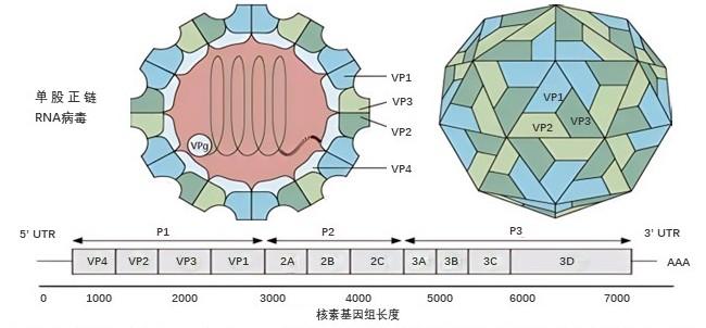 特色图表